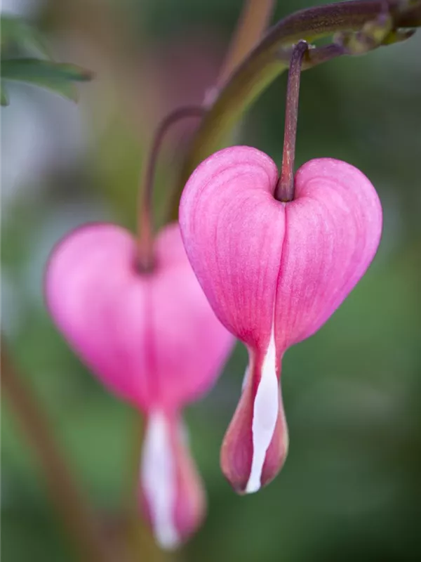 Dicentra Spectabilis Rosa Tr Nendes Herz Baumschule Weber