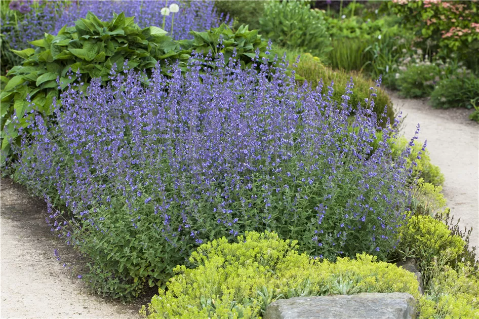 nepeta faassenii blaues Wunder