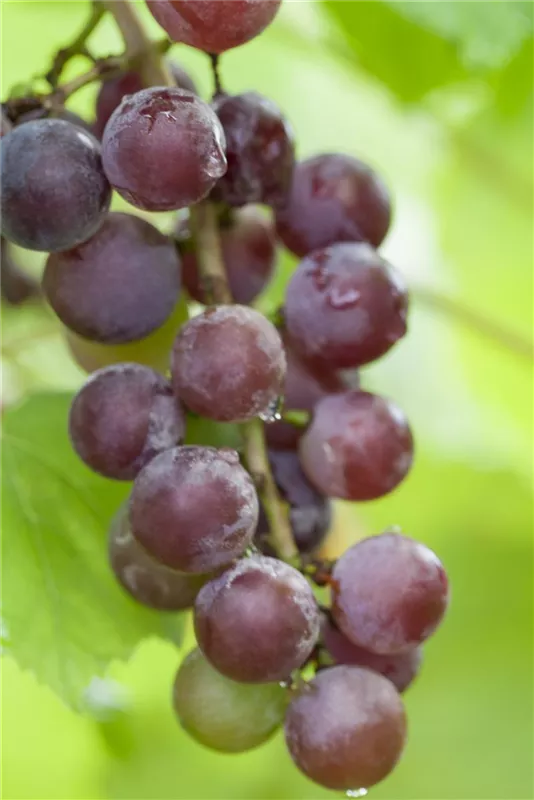 Vitis vinifera \'Suffolk Red\', Weinrebe Weber \'Suffolk - Baumschule Red