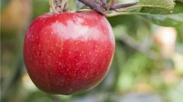 Malus domestica 'Braeburn' (GS411179.jpg)