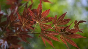 Acer palmatum (GS425296.jpg)